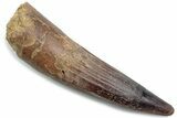 Fossil Spinosaurus Tooth - Real Dinosaur Tooth #381084-1